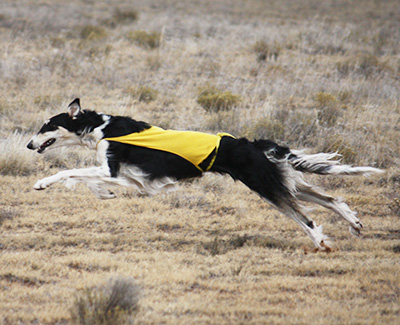 Top Open Field Courser 2012